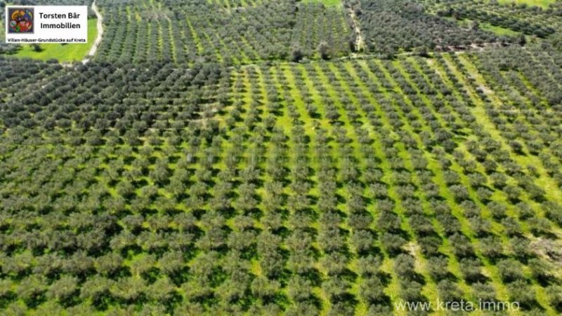 Sivas Kreta, Sivas - Olivenhain - 27.514 m² Grundstück kaufen